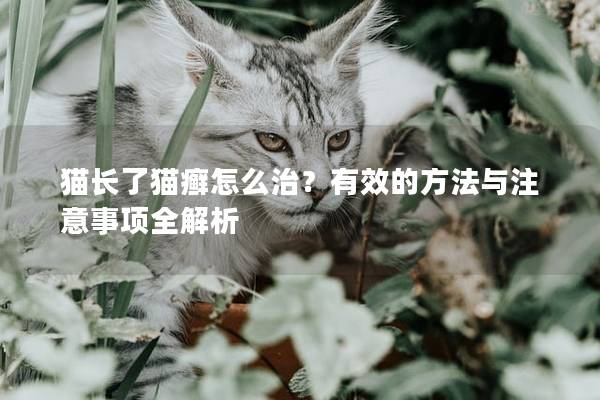猫长了猫癣怎么治？有效的方法与注意事项全解析