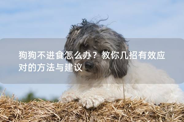 狗狗不进食怎么办？教你几招有效应对的方法与建议