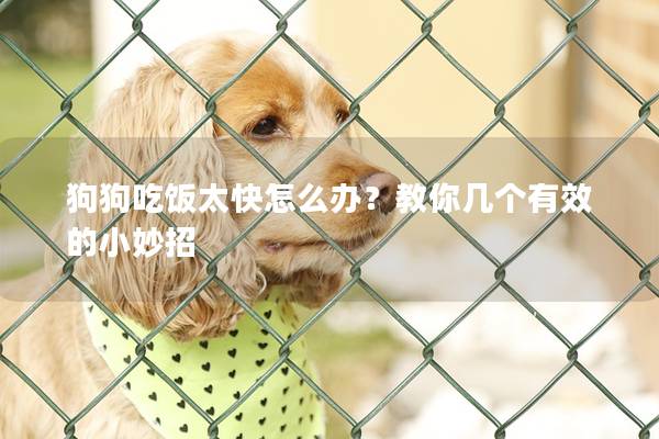 狗狗吃饭太快怎么办？教你几个有效的小妙招