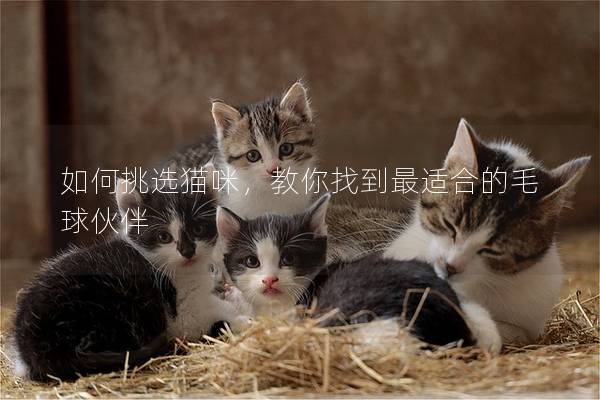 如何挑选猫咪，教你找到最适合的毛球伙伴