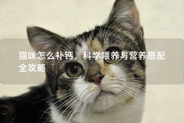 猫咪怎么补钙，科学喂养与营养搭配全攻略