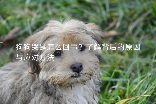 狗狗哭是怎么回事？了解背后的原因与应对方法