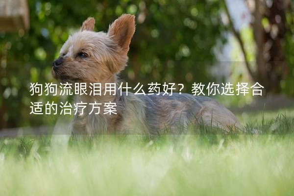 狗狗流眼泪用什么药好？教你选择合适的治疗方案