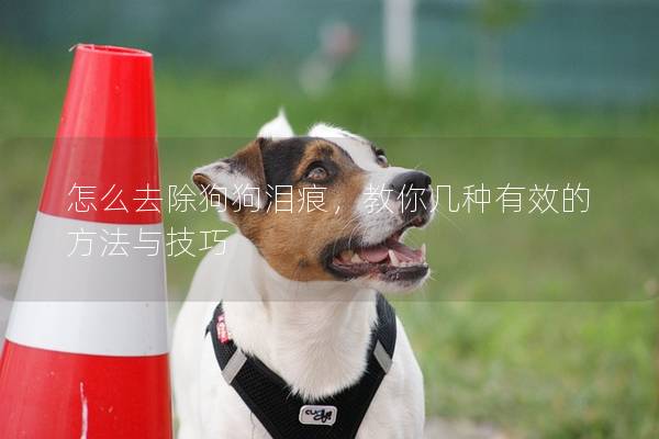 怎么去除狗狗泪痕，教你几种有效的方法与技巧