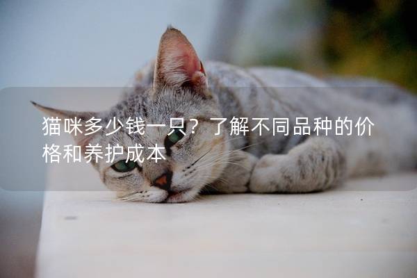猫咪多少钱一只？了解不同品种的价格和养护成本