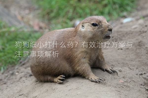 狗狗细小打什么药？有效治疗方案与注意事项解析