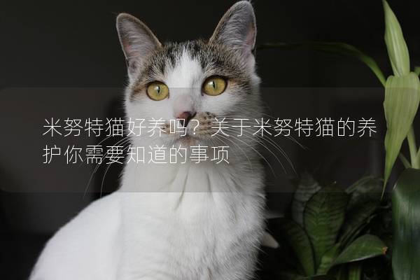 米努特猫好养吗？关于米努特猫的养护你需要知道的事项