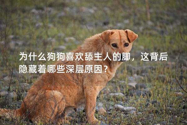 为什么狗狗喜欢舔主人的脚，这背后隐藏着哪些深层原因？