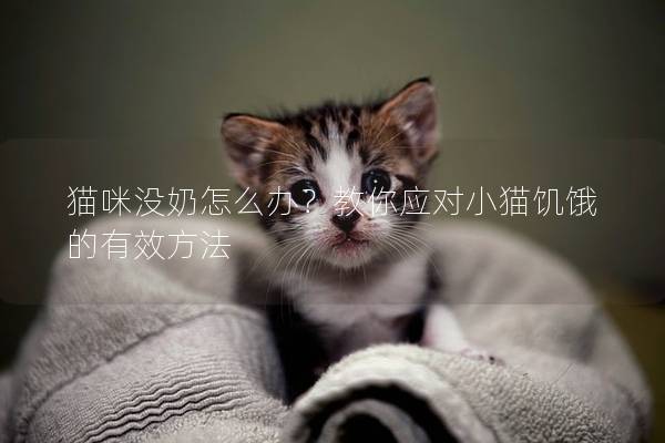猫咪没奶怎么办？教你应对小猫饥饿的有效方法