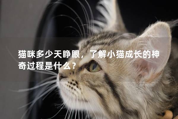 猫咪多少天睁眼，了解小猫成长的神奇过程是什么？