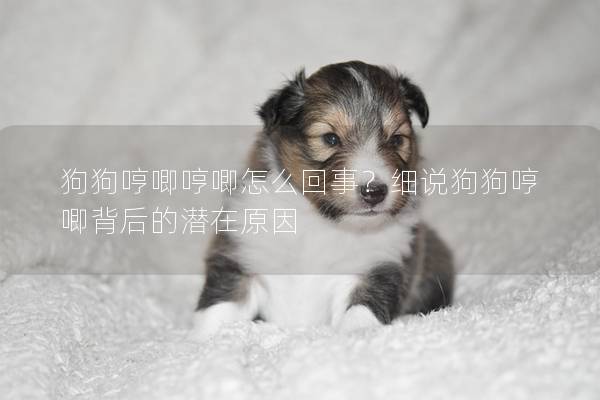 狗狗哼唧哼唧怎么回事？细说狗狗哼唧背后的潜在原因