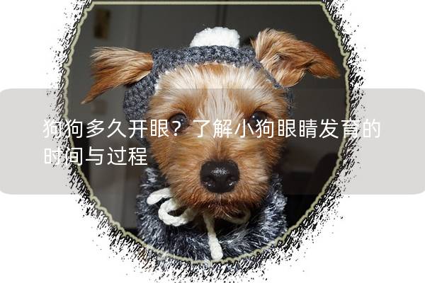 狗狗多久开眼？了解小狗眼睛发育的时间与过程