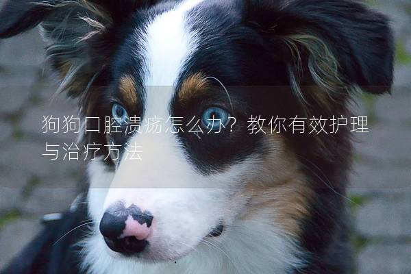 狗狗口腔溃疡怎么办？教你有效护理与治疗方法