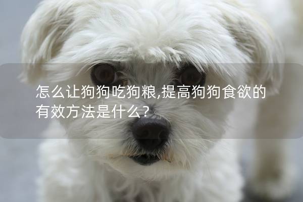 怎么让狗狗吃狗粮,提高狗狗食欲的有效方法是什么？