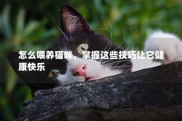 怎么喂养猫咪，掌握这些技巧让它健康快乐