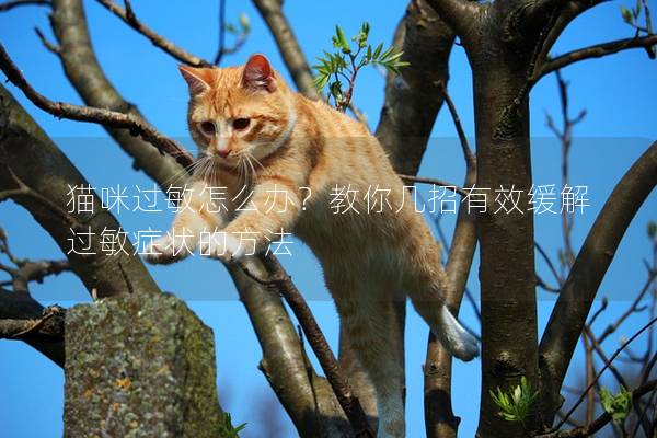 猫咪过敏怎么办？教你几招有效缓解过敏症状的方法