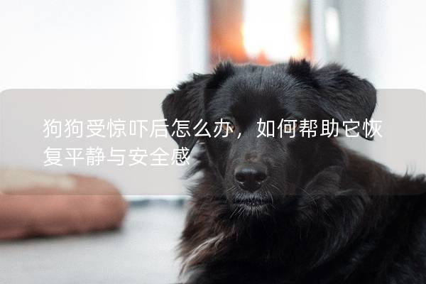 狗狗受惊吓后怎么办，如何帮助它恢复平静与安全感
