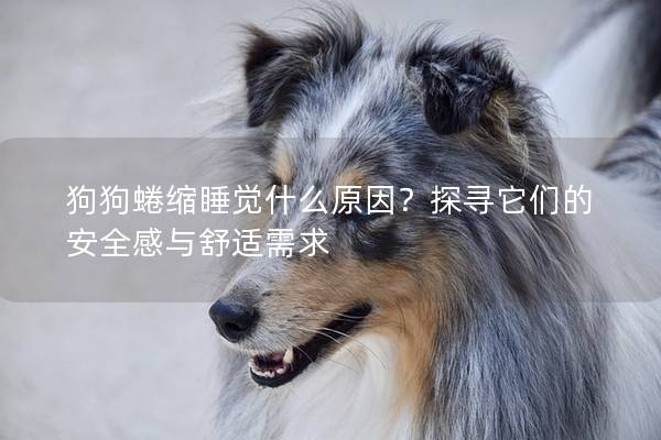 狗狗蜷缩睡觉什么原因？探寻它们的安全感与舒适需求