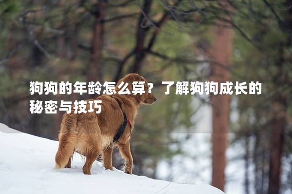 狗狗的年龄怎么算？了解狗狗成长的秘密与技巧