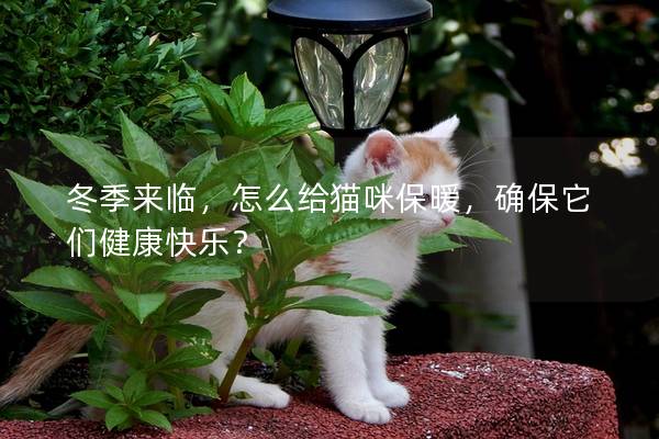 冬季来临，怎么给猫咪保暖，确保它们健康快乐？