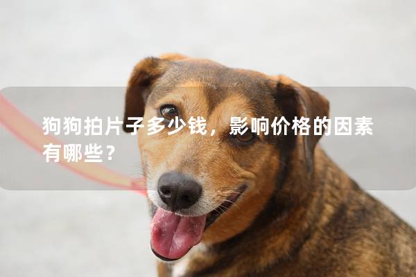 狗狗拍片子多少钱，影响价格的因素有哪些？