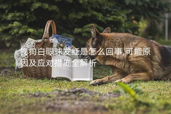 狗狗白眼球发红是怎么回事,可能原因及应对措施全解析