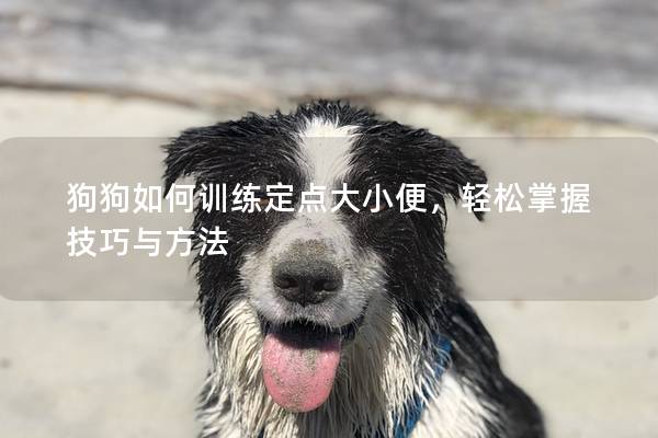 狗狗如何训练定点大小便，轻松掌握技巧与方法