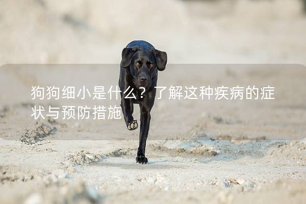 狗狗细小是什么？了解这种疾病的症状与预防措施