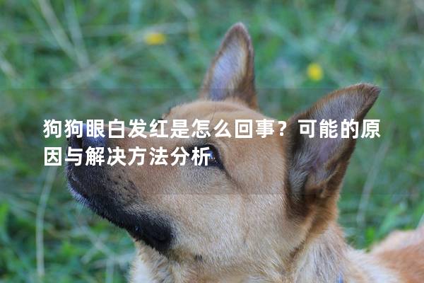 狗狗眼白发红是怎么回事？可能的原因与解决方法分析