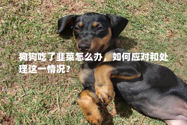 狗狗吃了韭菜怎么办，如何应对和处理这一情况？