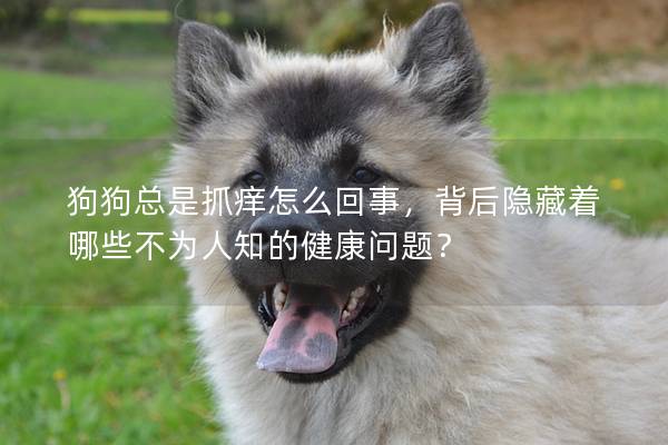 狗狗总是抓痒怎么回事，背后隐藏着哪些不为人知的健康问题？
