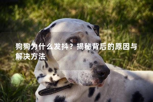 狗狗为什么发抖？揭秘背后的原因与解决方法