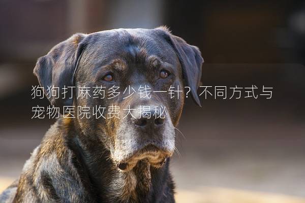 狗狗打麻药多少钱一针？不同方式与宠物医院收费大揭秘