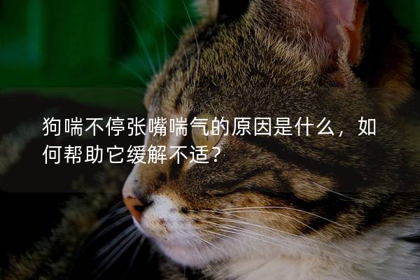狗喘不停张嘴喘气的原因是什么，如何帮助它缓解不适？