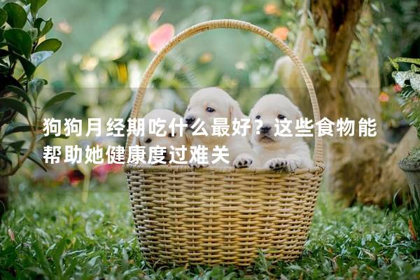 狗狗月经期吃什么最好？这些食物能帮助她健康度过难关