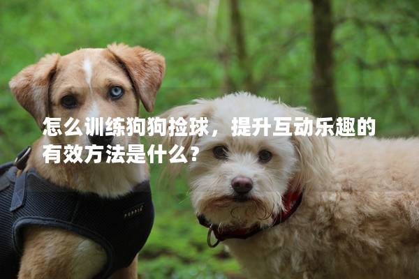 怎么训练狗狗捡球，提升互动乐趣的有效方法是什么？