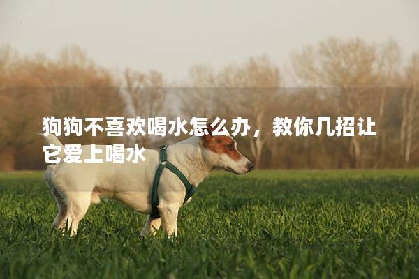 狗狗不喜欢喝水怎么办，教你几招让它爱上喝水