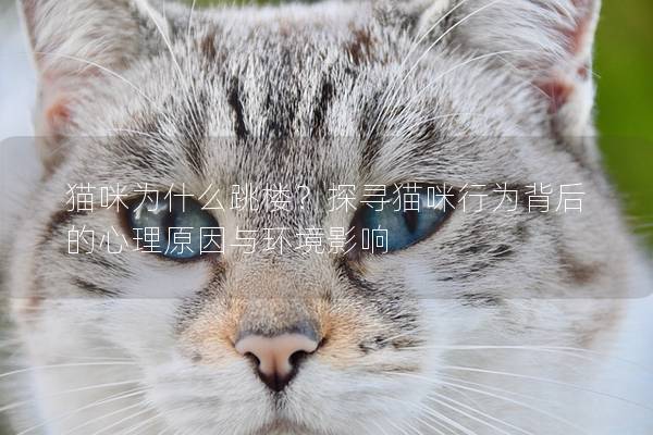 猫咪为什么跳楼？探寻猫咪行为背后的心理原因与环境影响