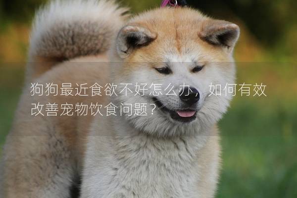 狗狗最近食欲不好怎么办，如何有效改善宠物饮食问题？