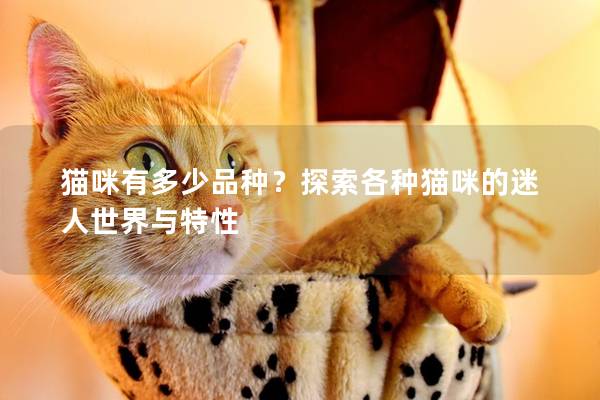 猫咪有多少品种？探索各种猫咪的迷人世界与特性