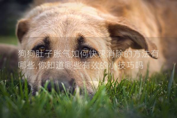 狗狗肚子胀气如何快速消除的方法有哪些,你知道哪些有效的小技巧吗