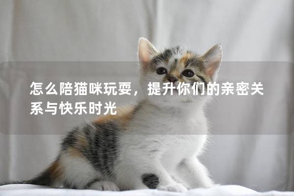 怎么陪猫咪玩耍，提升你们的亲密关系与快乐时光