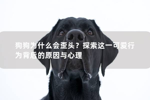 狗狗为什么会歪头？探索这一可爱行为背后的原因与心理
