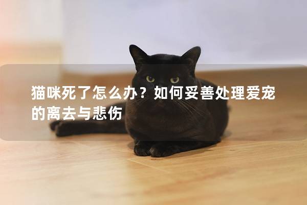 猫咪死了怎么办？如何妥善处理爱宠的离去与悲伤