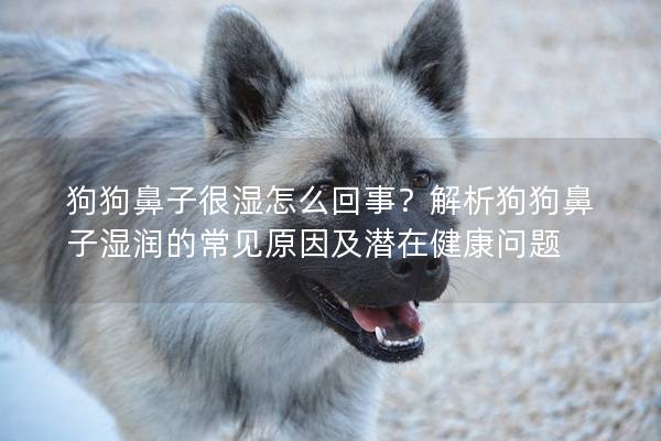 狗狗鼻子很湿怎么回事？解析狗狗鼻子湿润的常见原因及潜在健康问题