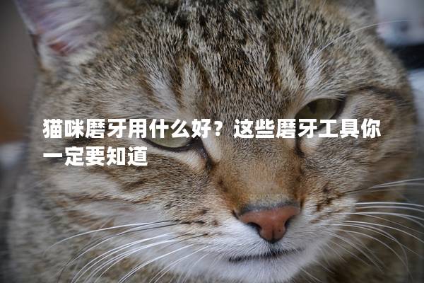 猫咪磨牙用什么好？这些磨牙工具你一定要知道