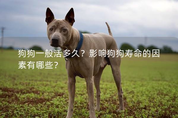 狗狗一般活多久？影响狗狗寿命的因素有哪些？