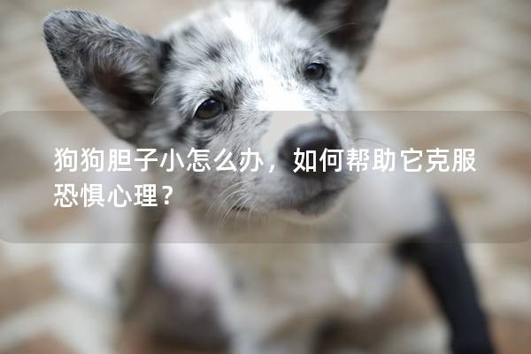 狗狗胆子小怎么办，如何帮助它克服恐惧心理？