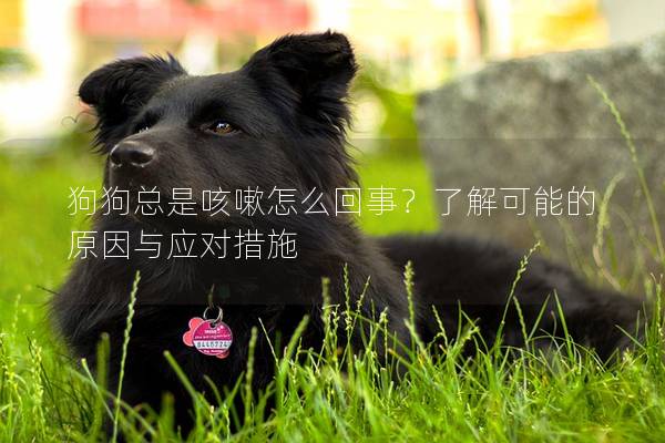 狗狗总是咳嗽怎么回事？了解可能的原因与应对措施