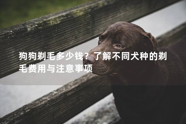狗狗剃毛多少钱？了解不同犬种的剃毛费用与注意事项